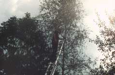 ein Pfadfinder hoch oben auf einer Leiter, die an einen Baum gelegt ist